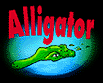 Alligator